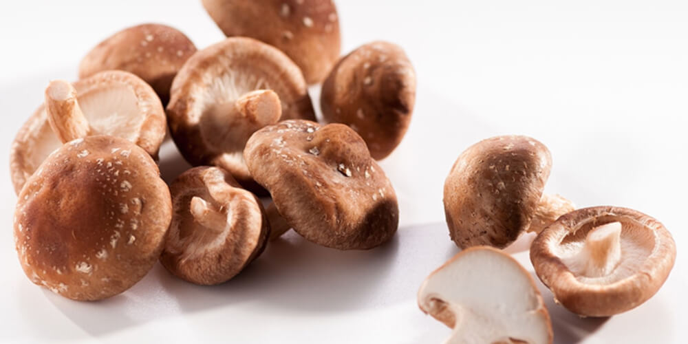 Shiitake Pilze Lentinula Edodes